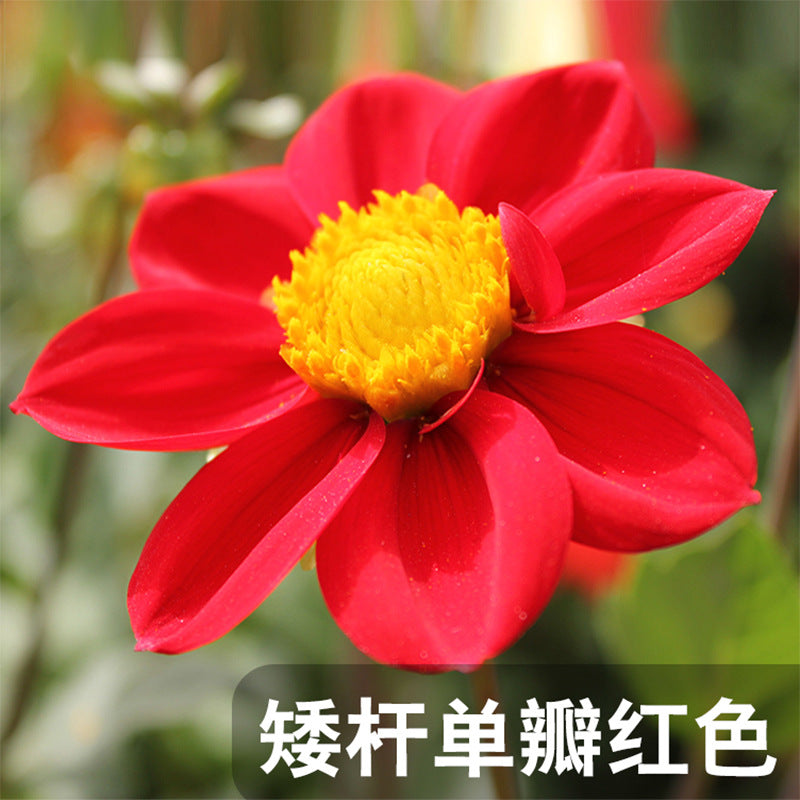 Dahlia Dwarf Single Red NDP06 Flower Seeds