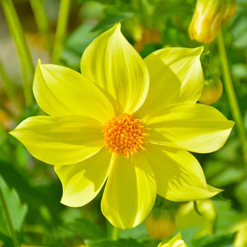 Dahlia Dwarf Single Yellow NDP07 Flower Seeds