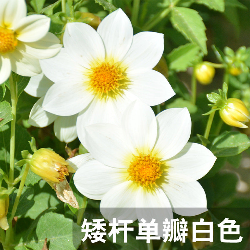 Dahlia Dwarf Single White NDP09 Flower Seeds