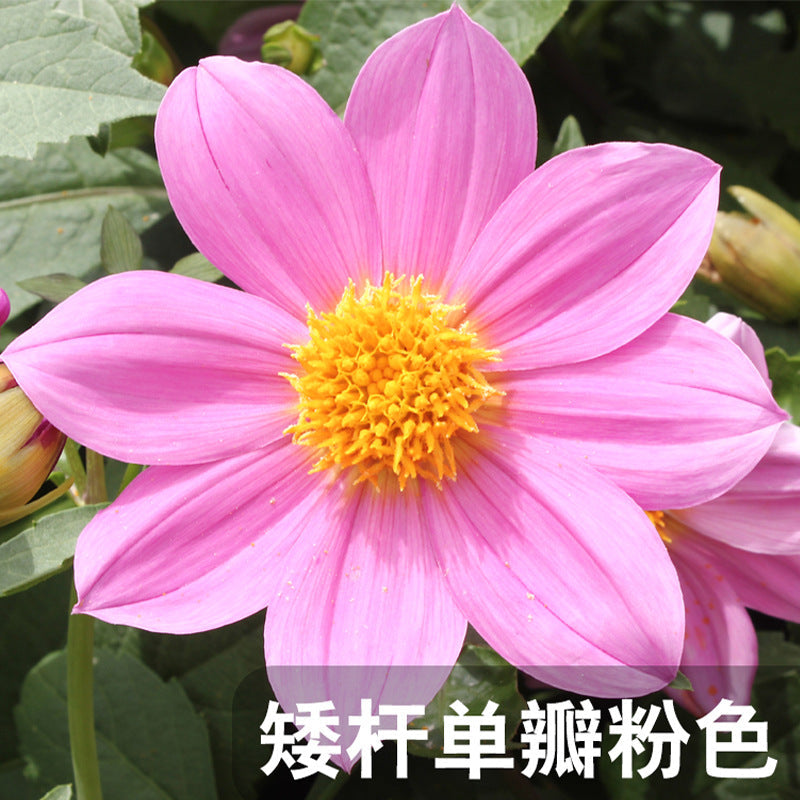 Dahlia Dwarf Single Rosy NDP10 Flower Seeds