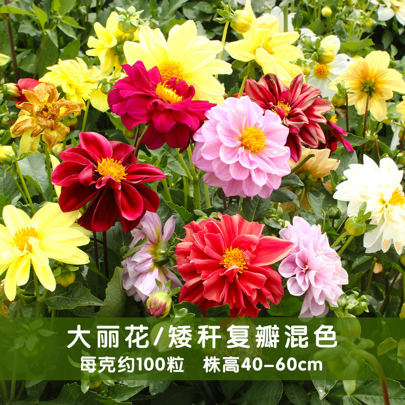 Dahlia Dwarf Double Mix NDP19 Flower Seeds