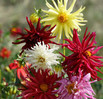 Dahlia Mix NDP34 Flower Seeds