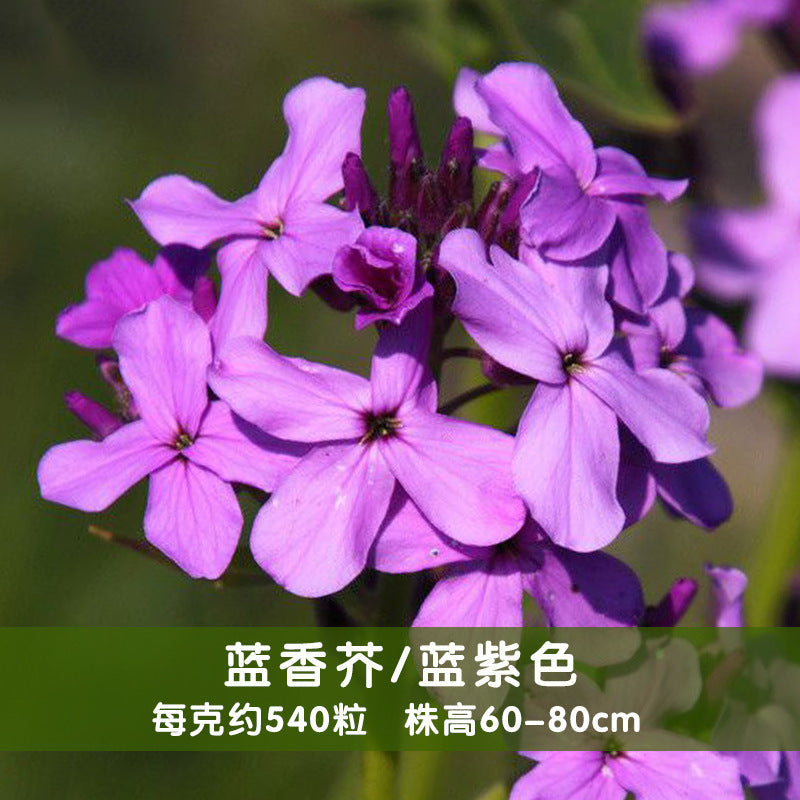 Dame'S Rocket Blue Purple NDR01 Flower Seeds