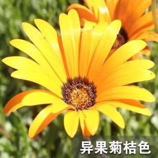 Cape Marigold Orange NDS07 Flower Seeds