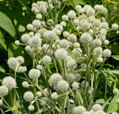 Queen-Of-The-Alps White NEA02 Flower Seeds