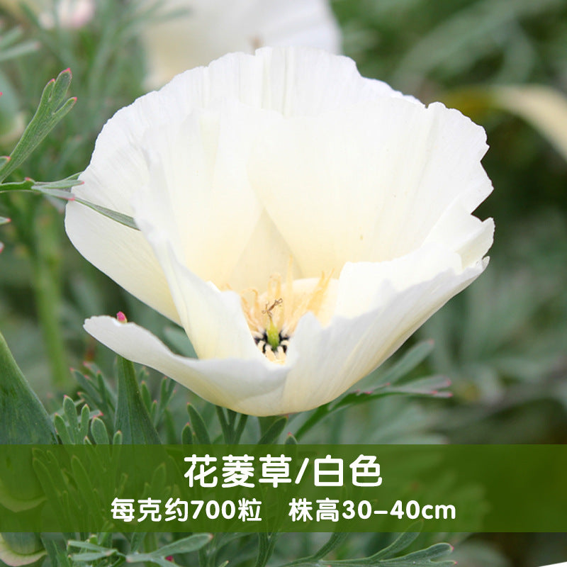 California Poppy White NEC03 Flower Seeds