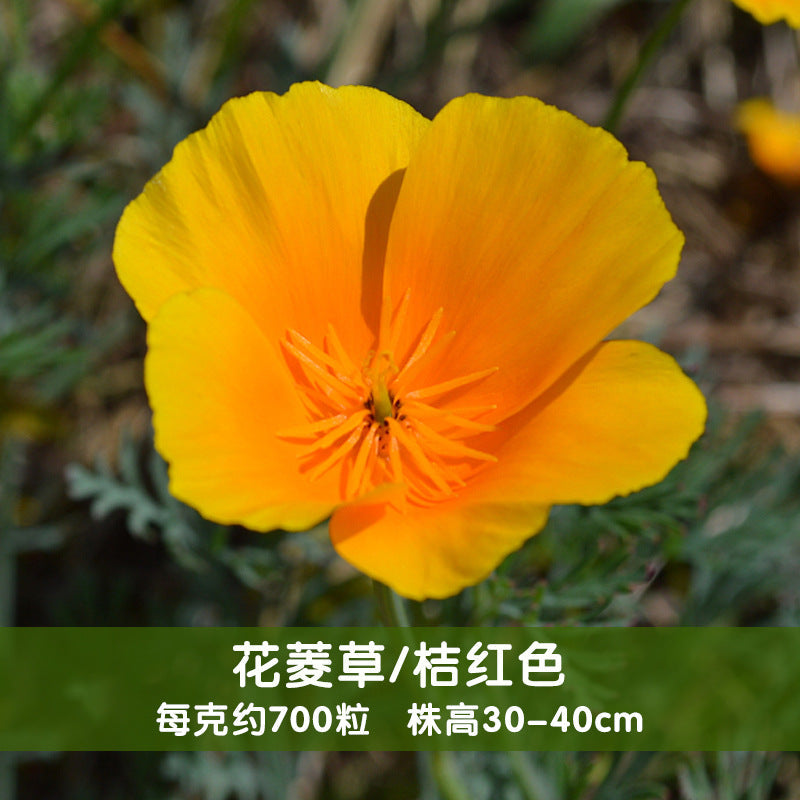 California Poppy Single Orange NEC10 Flower Seeds