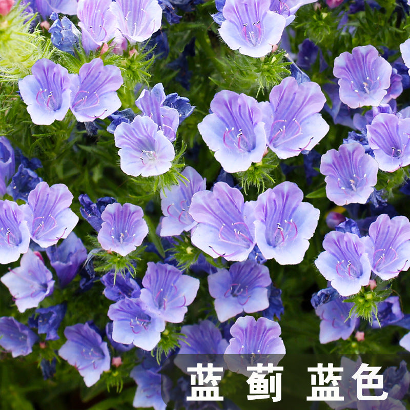 Viper's bugloss Blue NECH03 Flower Seeds