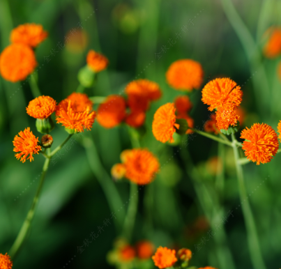 Scarlet Tasselflower Orange Red NEMI02 Flower Seeds