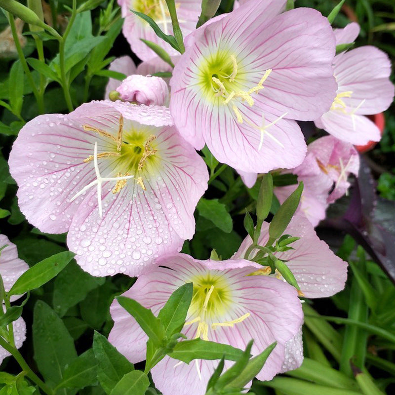 Evening Primrose Pink NEP01 Flower Seeds