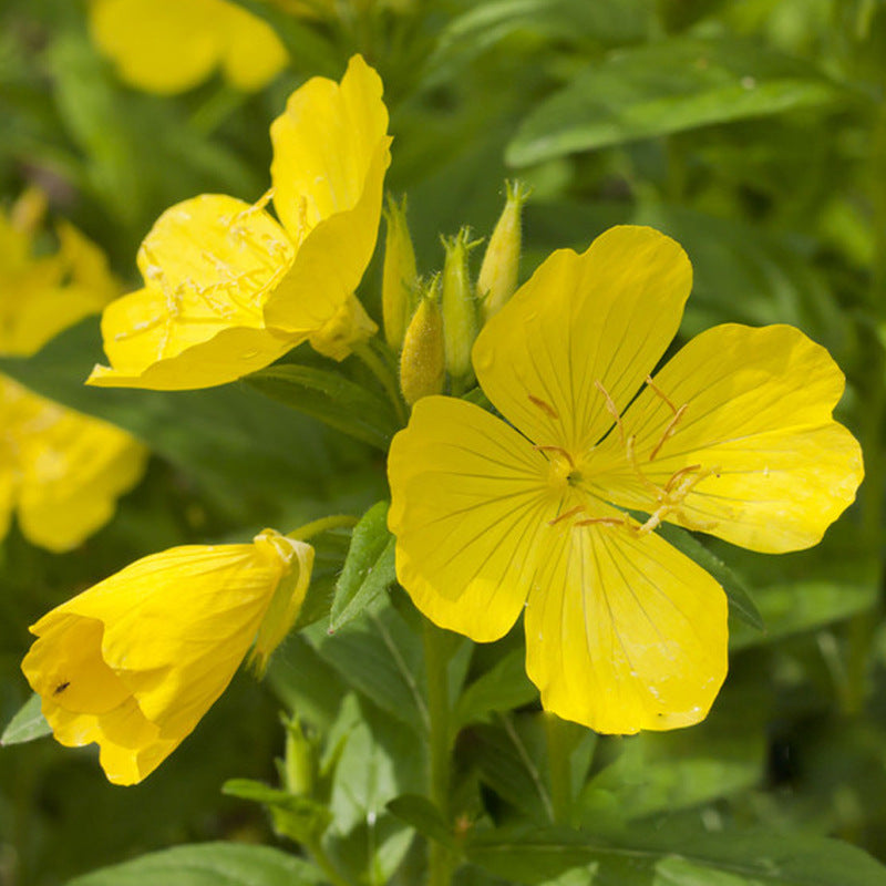 Common Evening Primrose Yellow NEP02 Flower Seeds