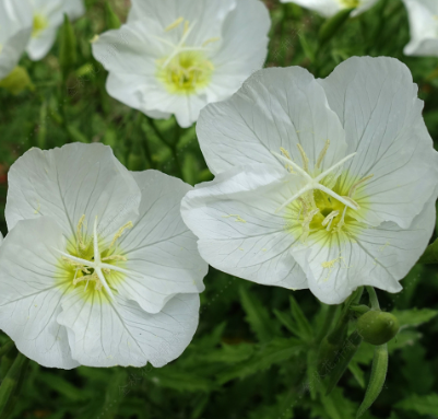 Pink Evening Primrose White NEP04 Flower Seeds