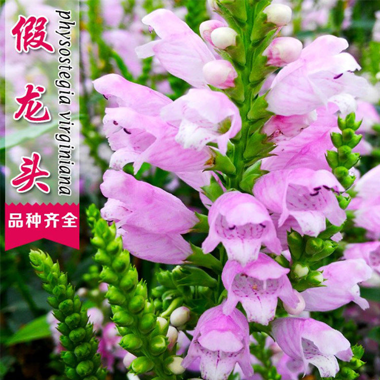 False Dragonhead Pink NFD01 Flower Seeds