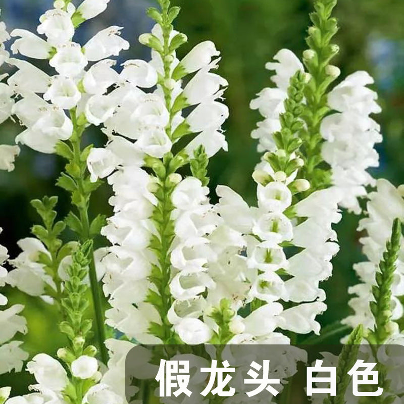 False Dragonhead White NFD02 Flower Seeds