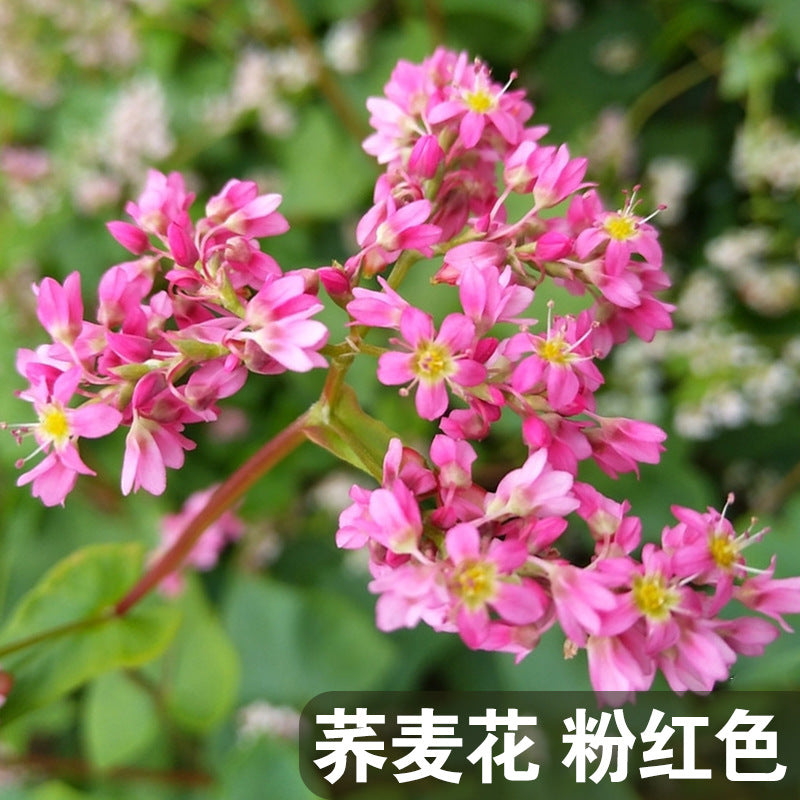 Buckwheat Pink NFE01 Flower Seeds