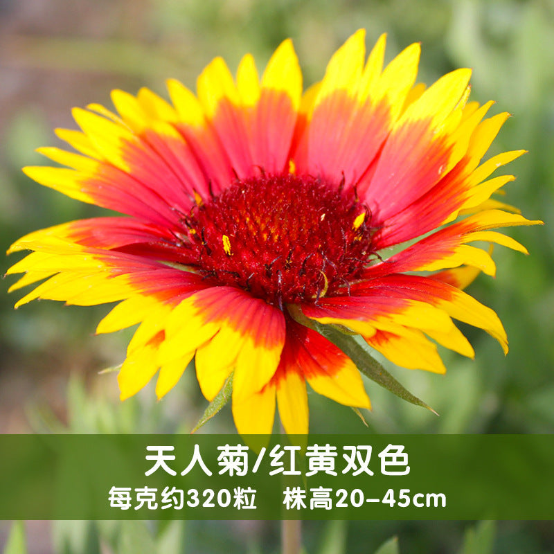 Blanket Flower/Indian Blanket Red-Yellow NGA02 Flower Seeds