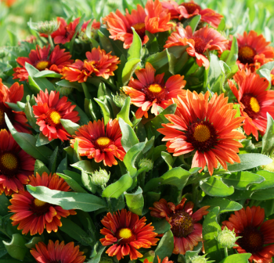 Blanket Flower Red NGA14 Flower Seeds