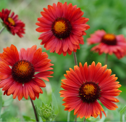 Blanket Flower Shiny Red NGA15 Flower Seeds