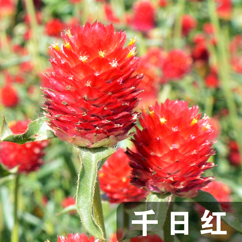 Global Amaranth Tall Red Flower Seeds