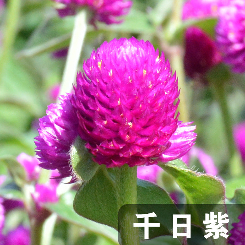 Globe Amaranth Tall Purple NGB03 Flower Seeds