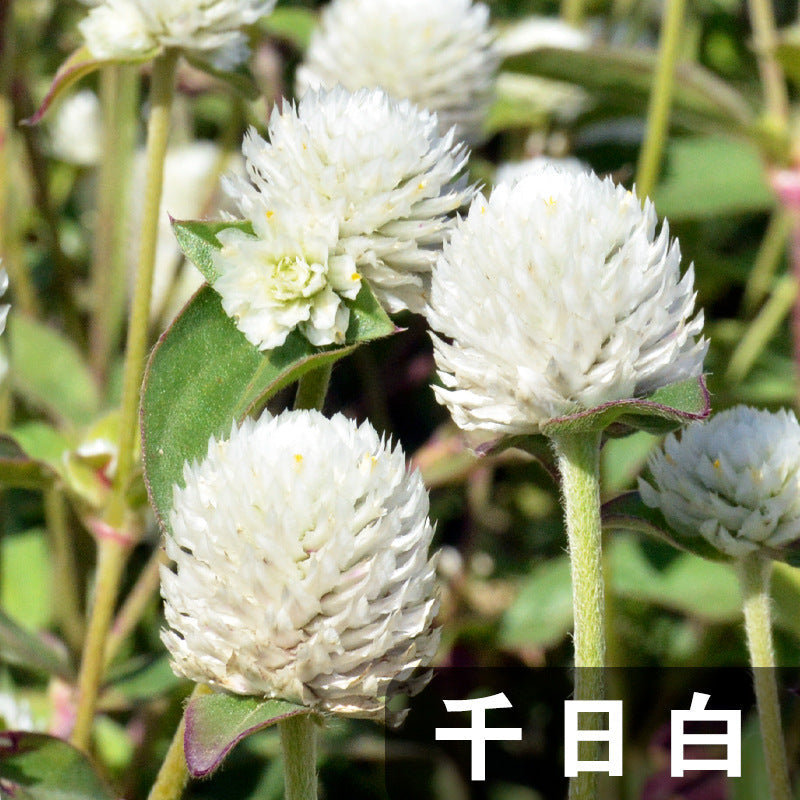 Globe Amaranth Tall White NGB04 Flower Seeds