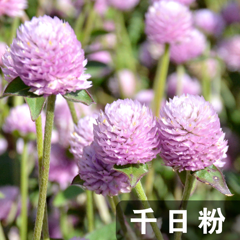 Globe Amaranth Tall Pink NGB05 Flower Seeds