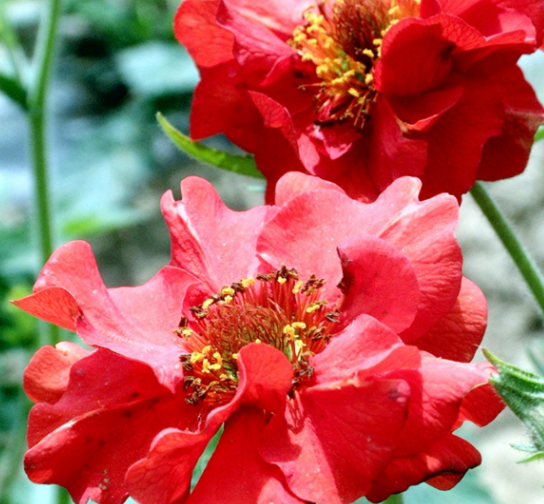 Geum Red NGEN01 Flower Seeds