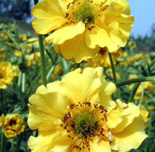 Geum Yellow NGEN02 Flower Seeds