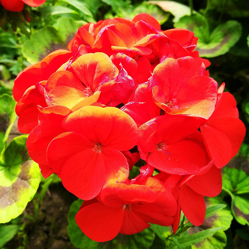 Geranium Red NGER01 Flower Seeds