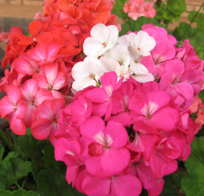 Geranium Mix NGET19 Flower Seeds