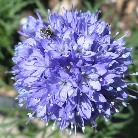 Gilia capitata/Bluehead Gilia Light Blue NGIL01 Flower Seeds