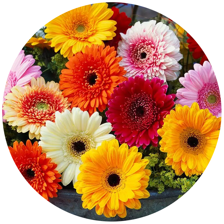 Gerbera Mix NGJ01 Flower Seeds