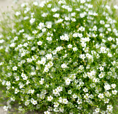 Baby'S Breath Gypsy White NGP07 Flower Seeds