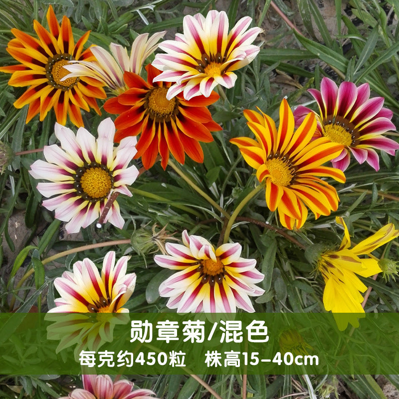 Treasure Flower/Gazania Tall Mix NGR08 Flower Seeds