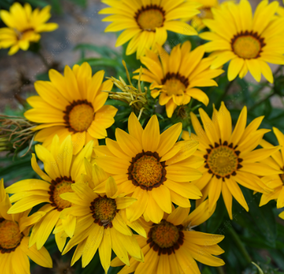 Treasure Flower Yellow NGR09 Flower Seeds