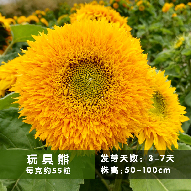 Sunflower Dwarf Teddy Bear NHA01 Flower Seeds