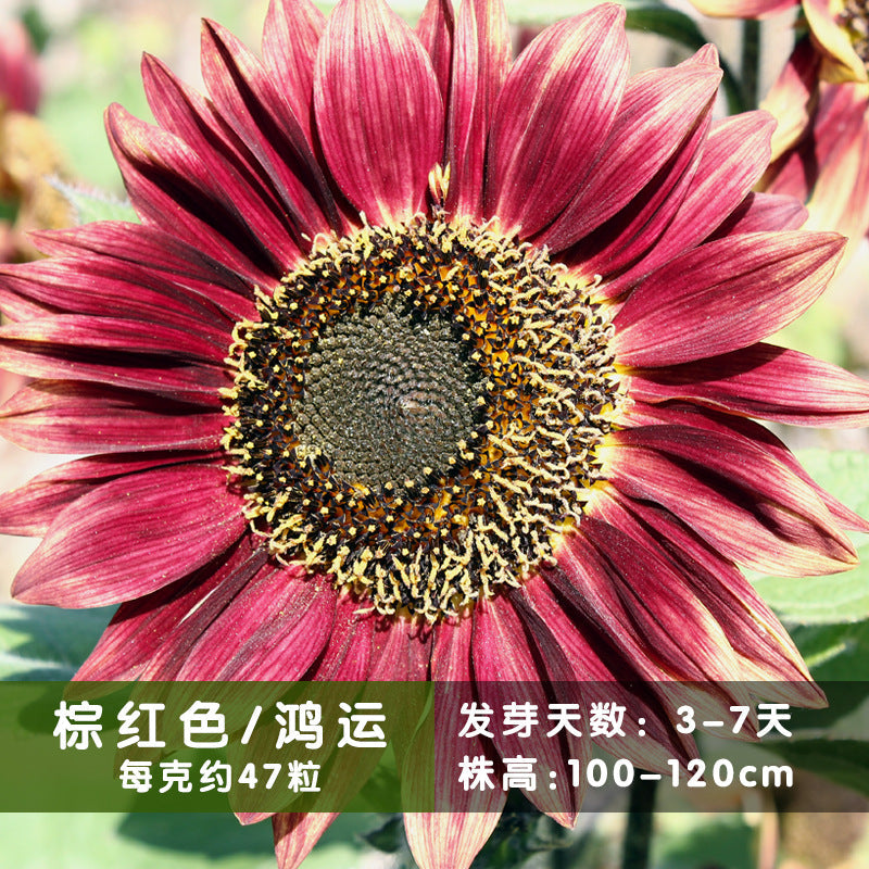 Sunflower Good Luck NHA02 Flower Seeds