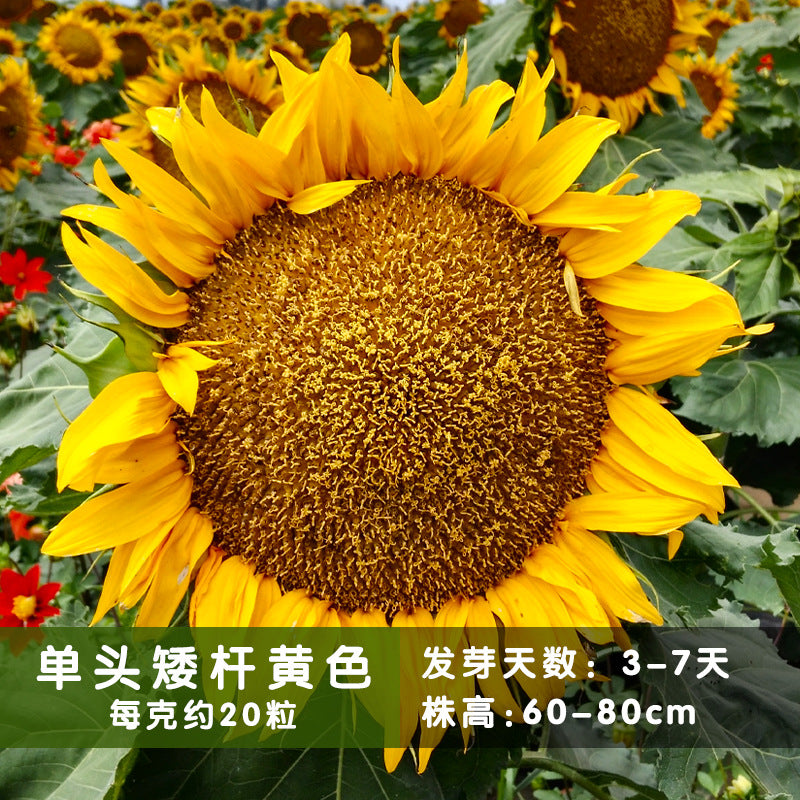 Sunflower Dwarf Gold NHA04 Flower Seeds