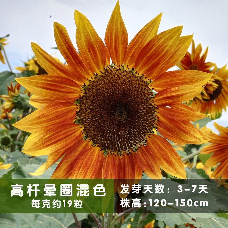 Sunflower Tall Mix NHA15 Flower Seeds