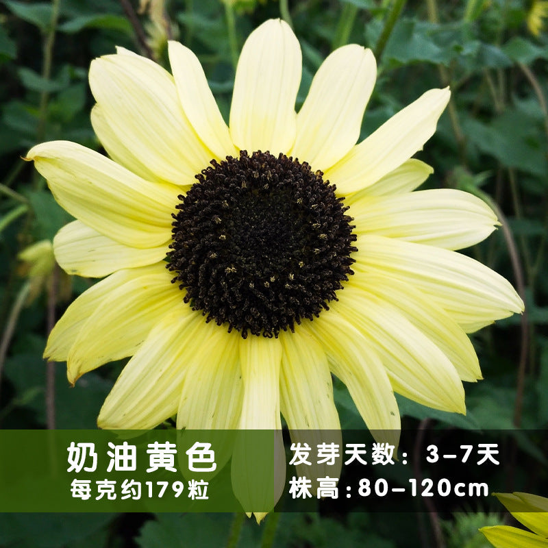 Sunflower Cream Yellow NHA16 Flower Seeds