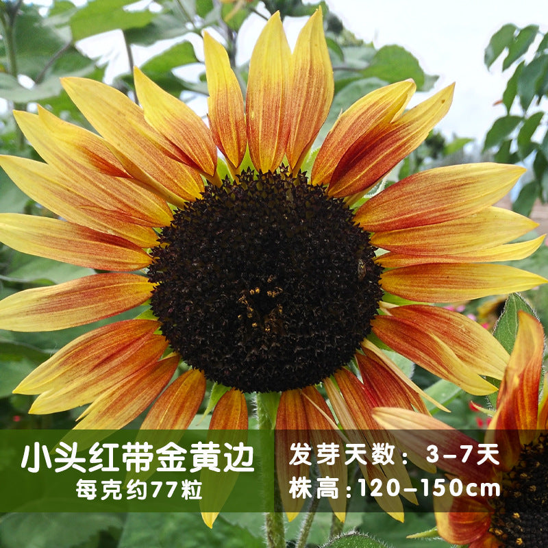 Sunflower Red Golden NHA17 Flower Seeds