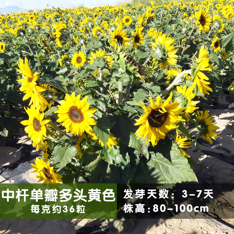 Sunflower Mid Single Yellow NHA18 Flower Seeds