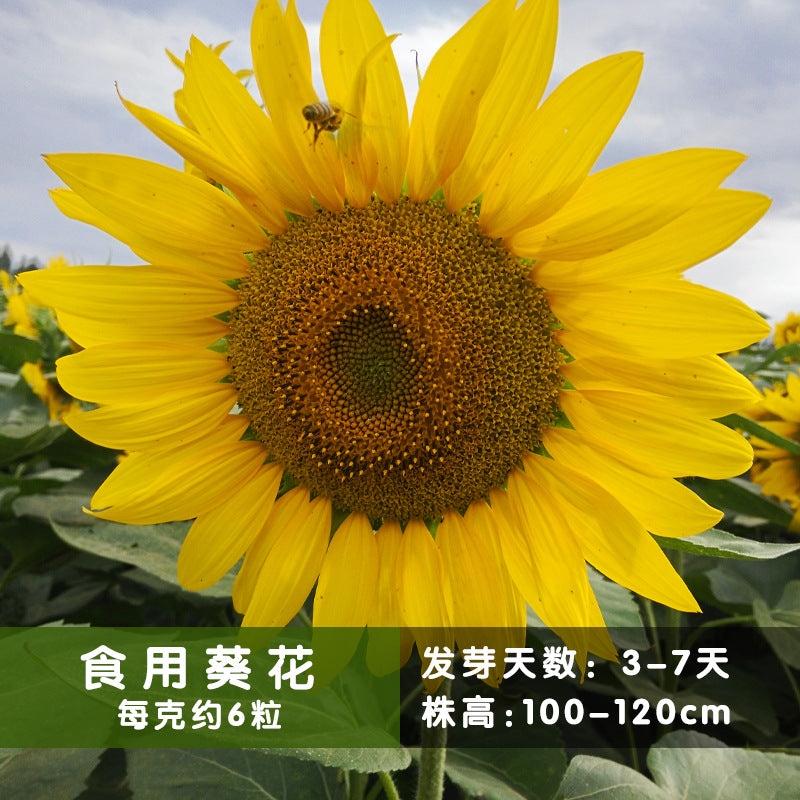 Sunflower For Food NHA52 Flower Seeds