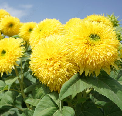 Ornamental Sunflower Teddy Bear Light Yellow NHA66 Flower Seeds