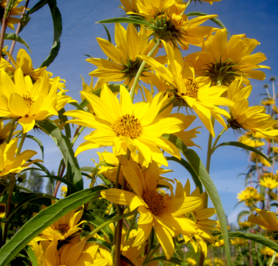 Ornamental Sunflower Single Yellowe NHA67 Flower Seeds