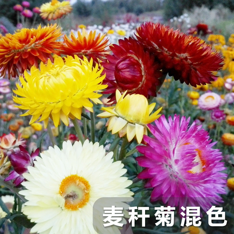 Strawflower Mix NHB01 Flower Seeds