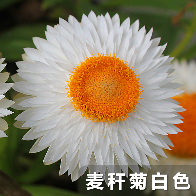 Strawflower White NHB02 Flower Seeds