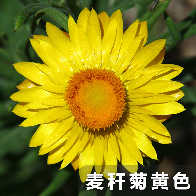 Strawflower Yellow NHB03 Flower Seeds