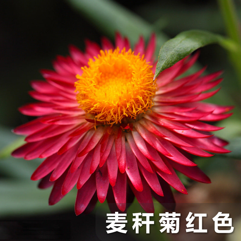 Strawflower Red NHB10 Flower Seeds