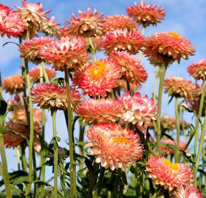 Strawflower Orange Rose NHB25 Flower Seeds